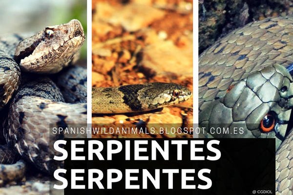 Serpientes, Reptiles