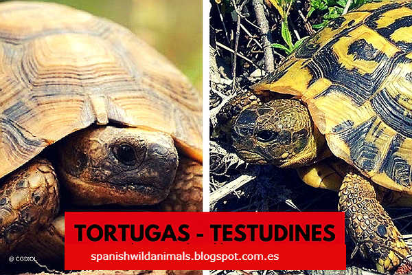 apoyo contenido A escala nacional Tortugas ( Testudines) de La Península Ibérica - Wild Animales