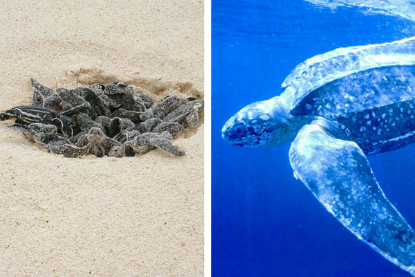 Las tortugas hembras van a playas de noche, donde depositan sus huevos el huecos escavadas por ellas misma