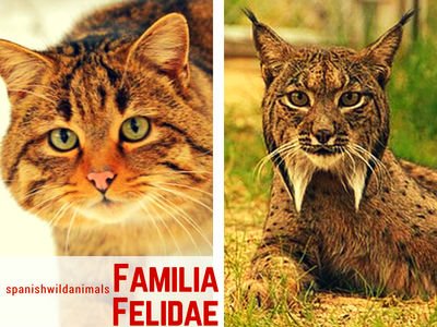 Familia Felidae