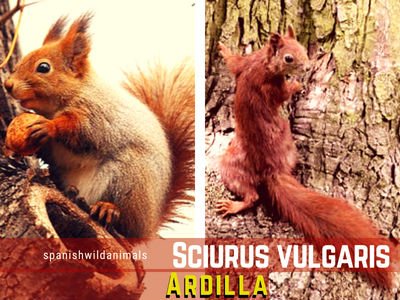 La Ardilla, Sciurus vulgaris, son mamíferos dentro del Orden Roedores