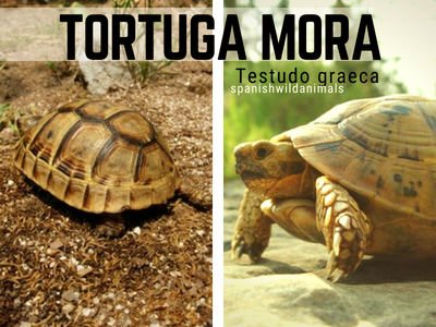 Tortuga Mora