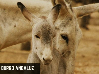 burro andaluz-cordobés