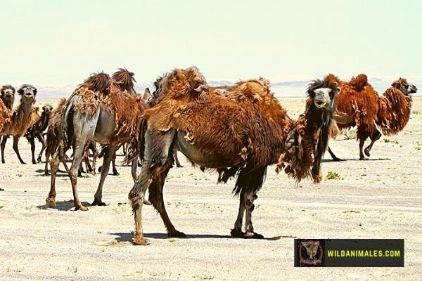 camello bactriano salvaje