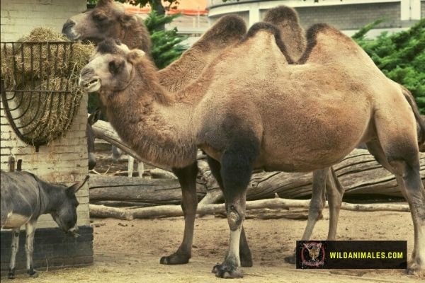 camellos en vías de extinción