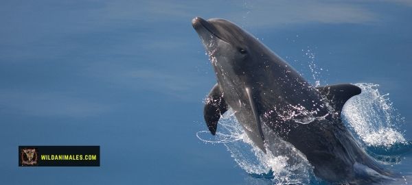 especies de delfines en el mundo