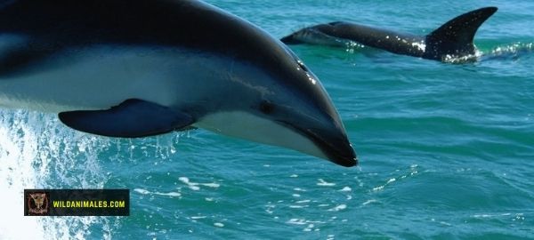 delfines oceánicos especies