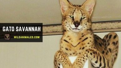 gato Savannah