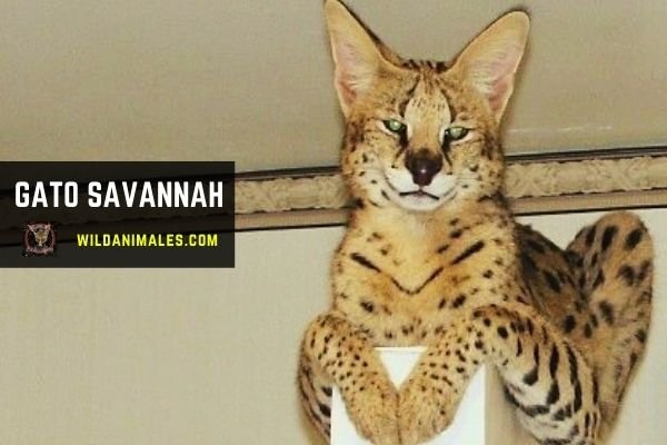 gato Savannah