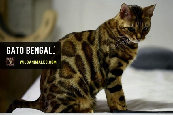 Gato de Bengala, Bengalí o Gato Leopardo