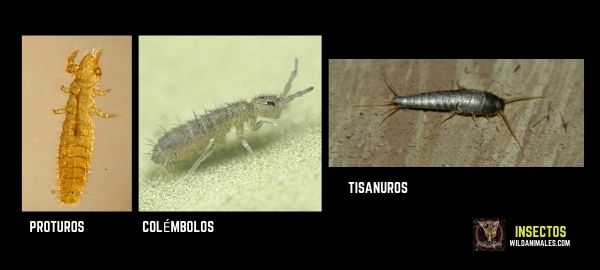 Insectos especies