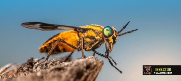 Importancia de los insectos en la naturaleza