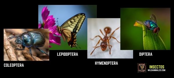 Tipos de Insectos