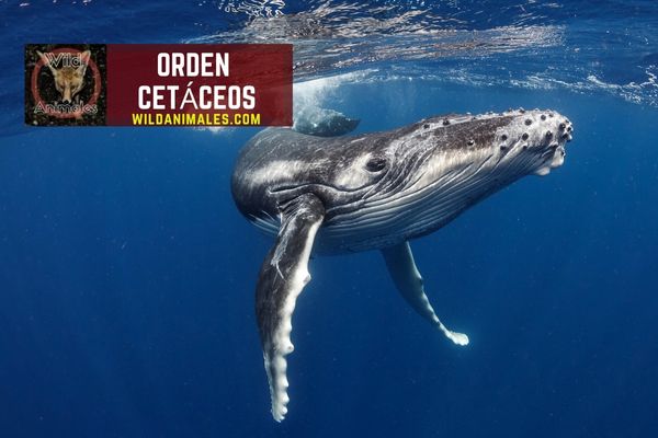 Los cetáceos o Cetacea