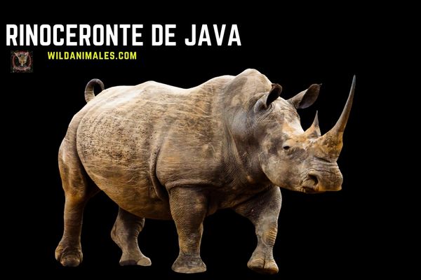 Rinoceronte de Java cuántos quedan