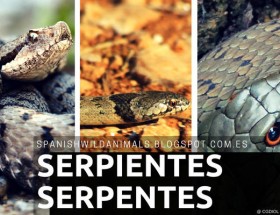 Serpientes, Reptiles